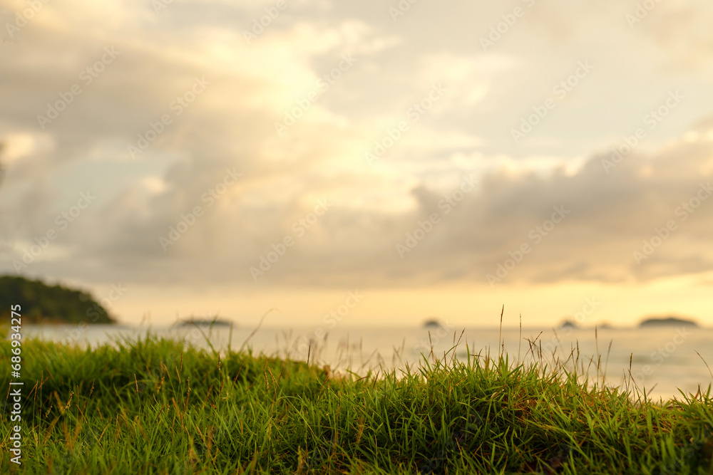 Grass on the background of sunset