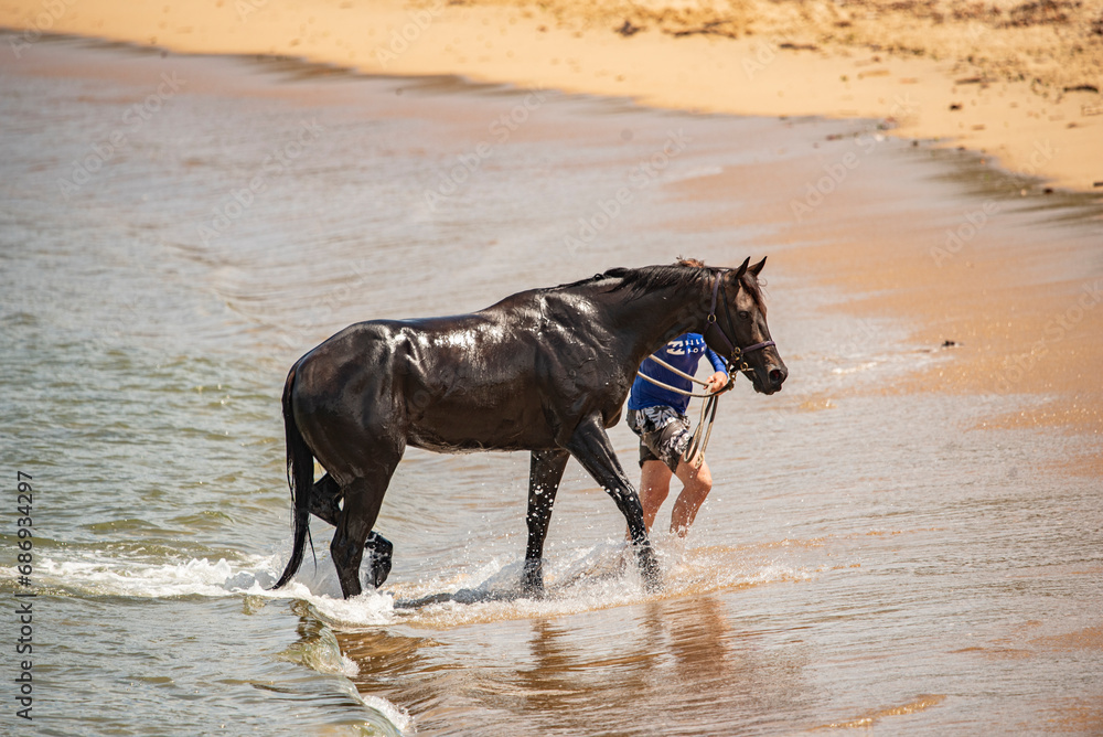 man swimming race horse at the beach man swimming race horse at the beach