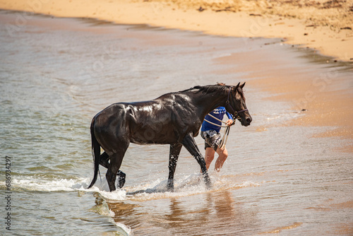 man swimming race horse at the beach