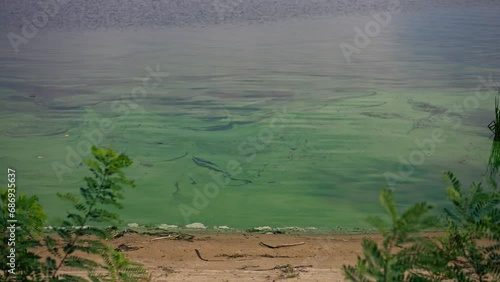 an embankment with green bushes sandy river bank and the calm blooming greenery of polluted water