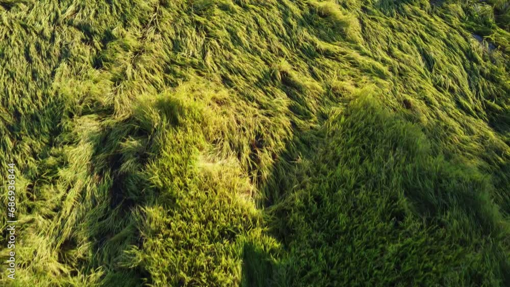 Falling rice in the field. Rice plants fallen because of strong winds and rain before harvest. Rice is damaged due to broken straw, making it more difficult to harvest. Falling rice in the field. Rice plants fallen because of strong winds and rain before harvest. Rice is damaged due to broken straw, making it more difficult to harvest.