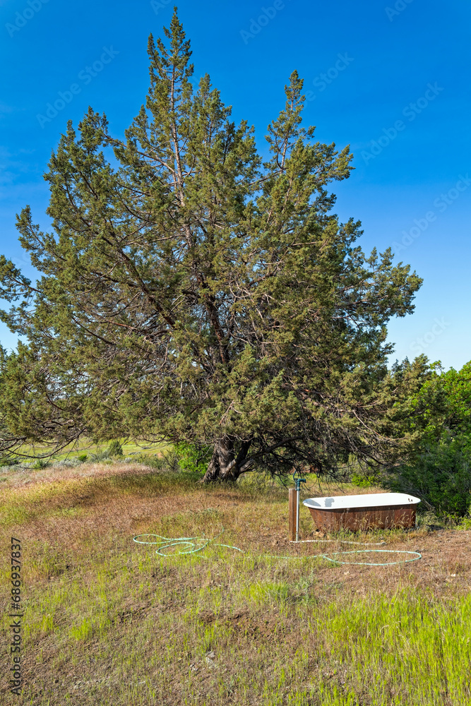 An outdoor bathtub under a tree in northern Oregon, USA An outdoor bathtub under a tree in northern Oregon, USA