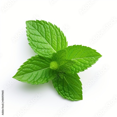 Isolated fresh mint leaves