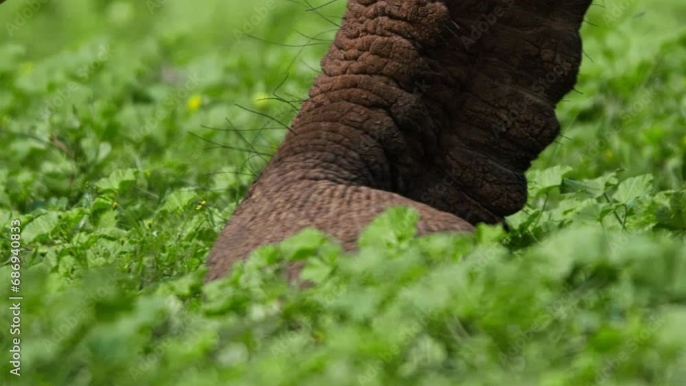 Extreme close up of an african elephant's (Loxodonta africana) trunk as it pulls vegetation from the ground during the morning in Africa. Extreme close up of an african elephant's (Loxodonta africana) trunk as it pulls vegetation from the ground during the morning in Africa.