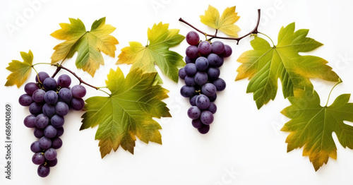 bunches of grapes with grape leaves,