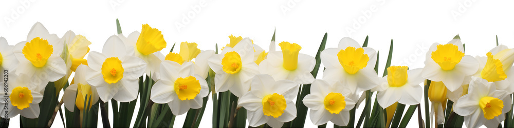 row of daffodil flowers banner isolated on transparent background - floral design element PNG cutout row of daffodil flowers banner isolated on transparent background - floral design element PNG cutout