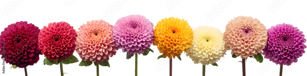 row of chrysanthemum flowers banner isolated on transparent background - floral design element PNG cutout