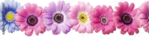 row of Transvaal daisy flowers banner isolated on transparent background - floral design element PNG cutout © sam