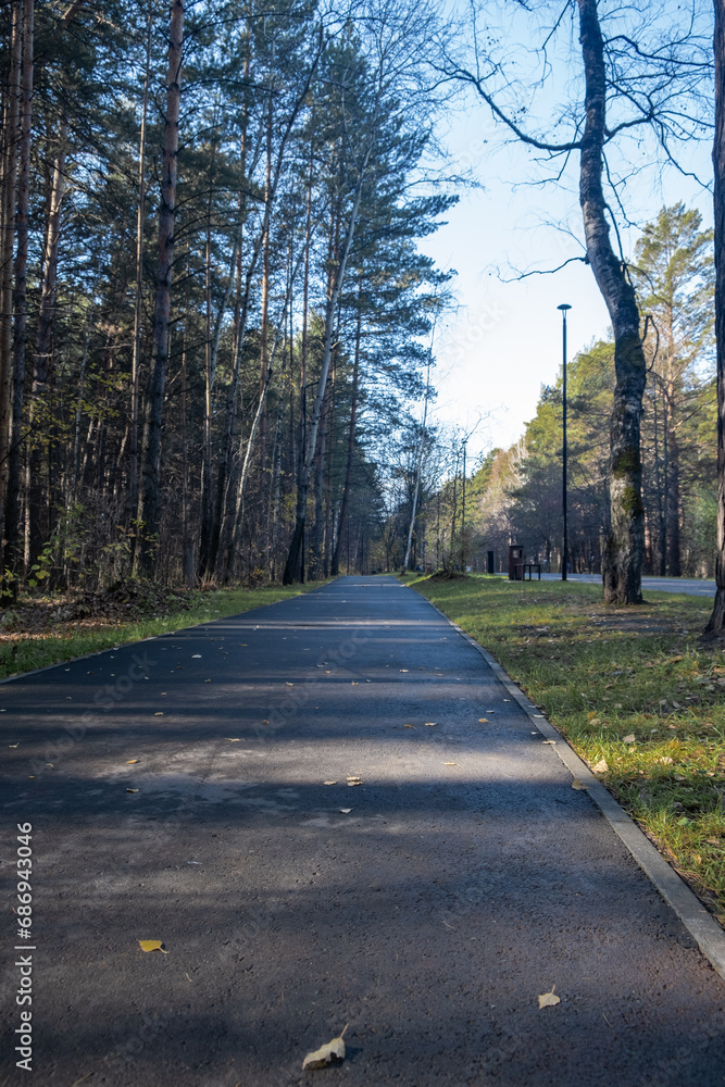 Walking path in a city park. Pedestrian path made of asphalt in the forest. Place for walks, relaxation and sports
