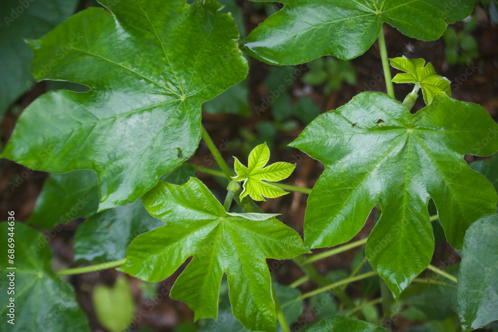 Obraz premium Young small leaves among dark green leaves