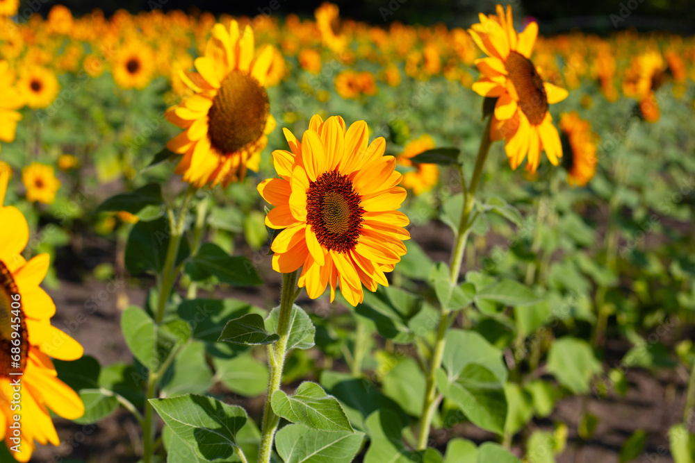 Sunflower field, Beautiful summer landscape. Sunflower field, Beautiful summer landscape.