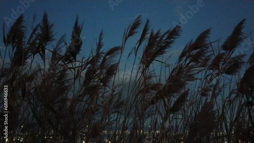 夜の河川敷で風に揺れる葦