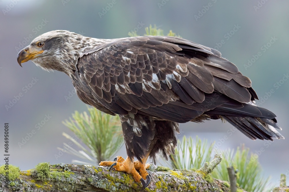 Side profile of perched juvenile eagle. Side profile of perched juvenile eagle.