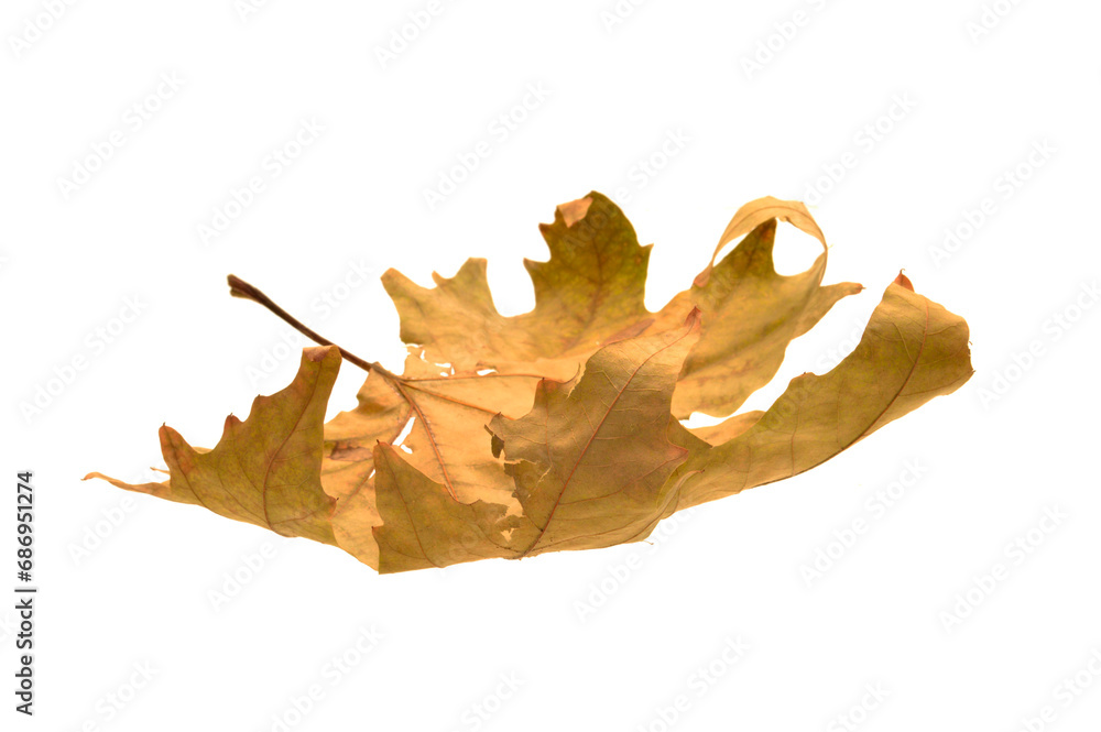 dry leaf isolated on white background dry leaf isolated on white background