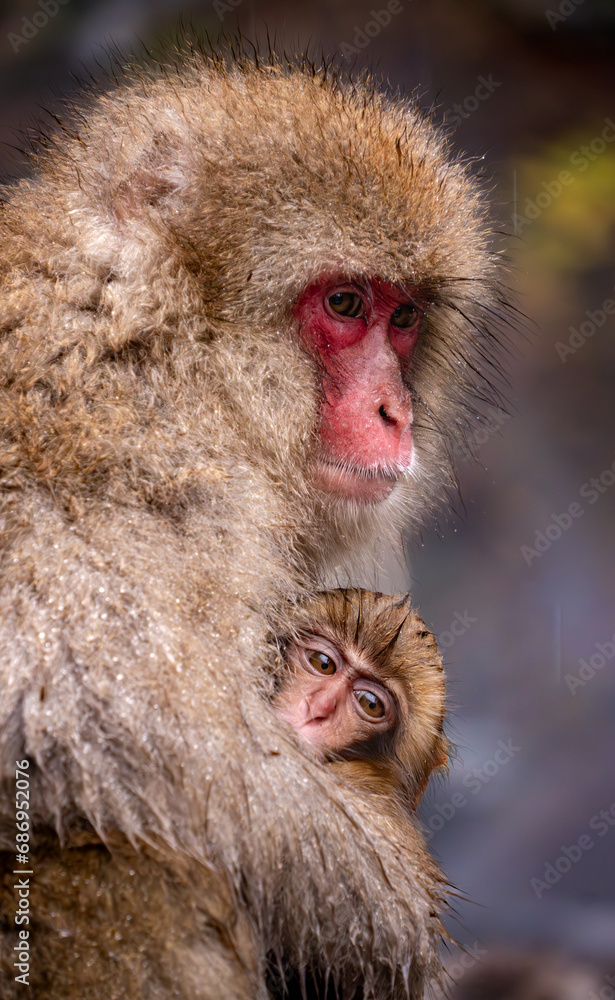 Obraz premium Monkey