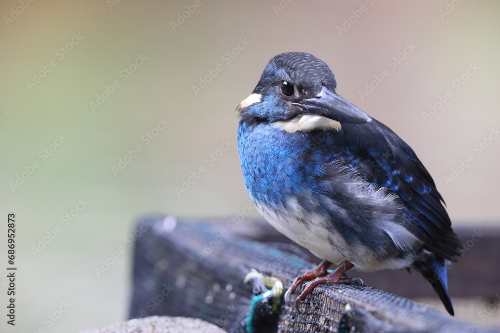 Javan blue-banded kingfisher (Alcedo euryzona), is a species of kingfisher in the subfamily Alcedininae. It is endemic to and found throughout Java. Javan blue-banded kingfisher (Alcedo euryzona), is a species of kingfisher in the subfamily Alcedininae. It is endemic to and found throughout Java.