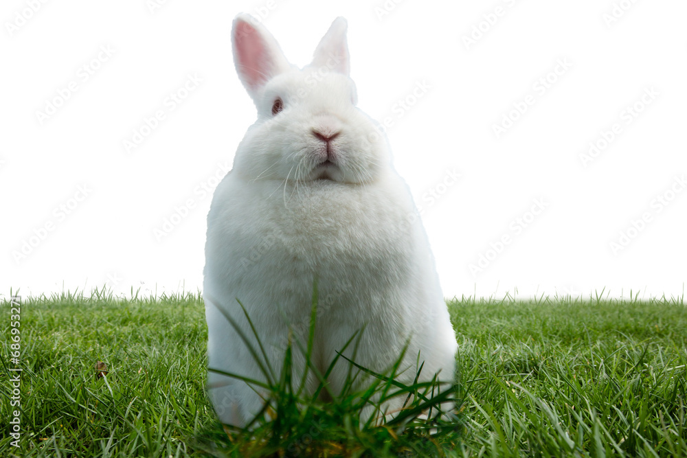 Obraz premium Digital png photo of white bunny in grass on transparent background