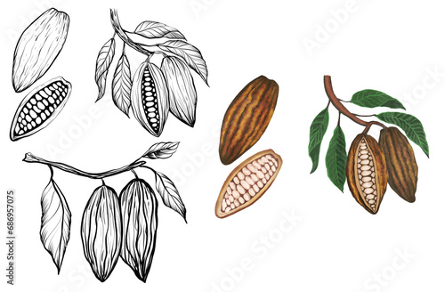 cacao cocoa hand drawn illustration of a branch with leaves fruit, drinks cafe healthy drawings	
 photo