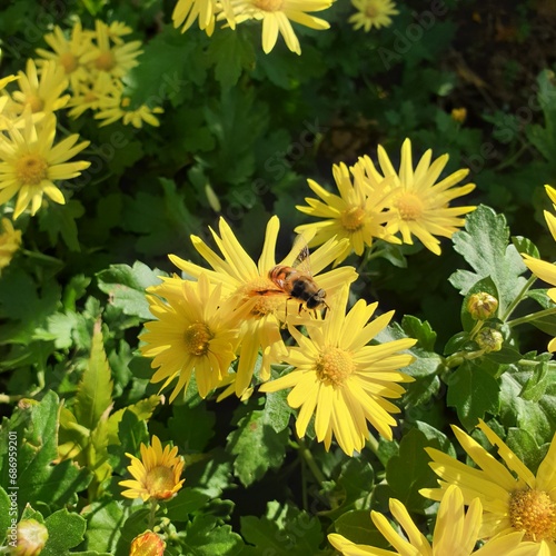 활짝 핀 예쁘고 귀여운 가을 꽃, 국화 & 꿀벌 - chrysanthemum & honeybee