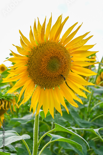 Fototapeta Naklejka Na Ścianę i Meble -  Beautiful sunflower in sunflowers field on summer with blue sky at Europe.