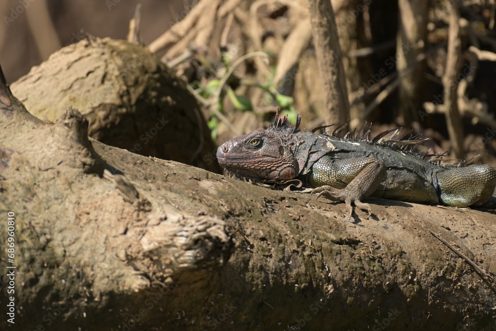 Costa Rica Mittelamerika Pflanzen Natur Umwelt Regenwald Costa Rica Mittelamerika Pflanzen Natur Umwelt Regenwald