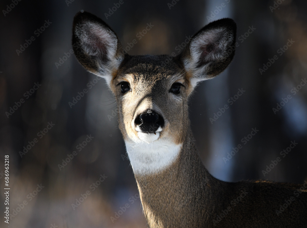 Fototapeta premium portrait of a white-tailed deer
