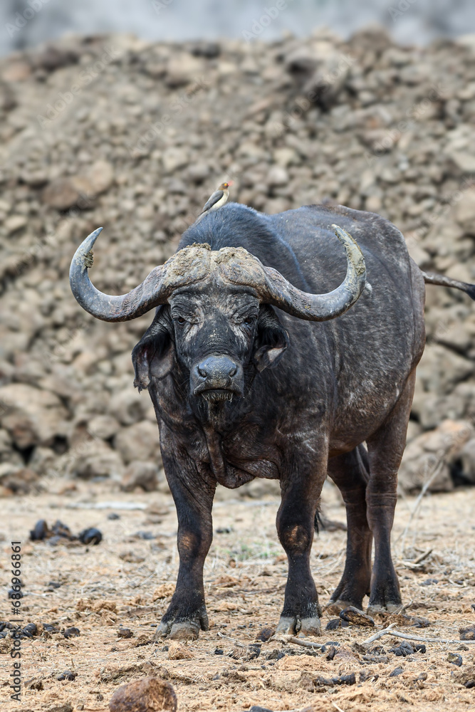 Obraz premium Cape Buffalo in Kenya