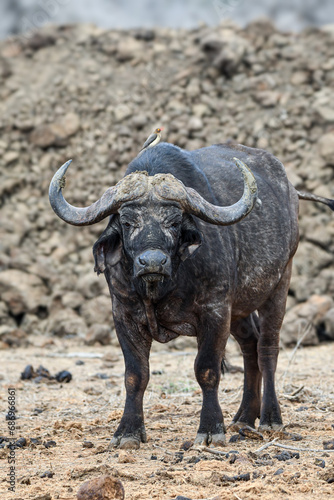 Cape Buffalo in Kenya
