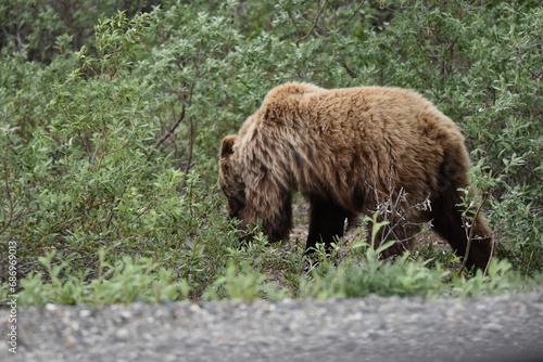 Wild Brown Bear in Denali National Park