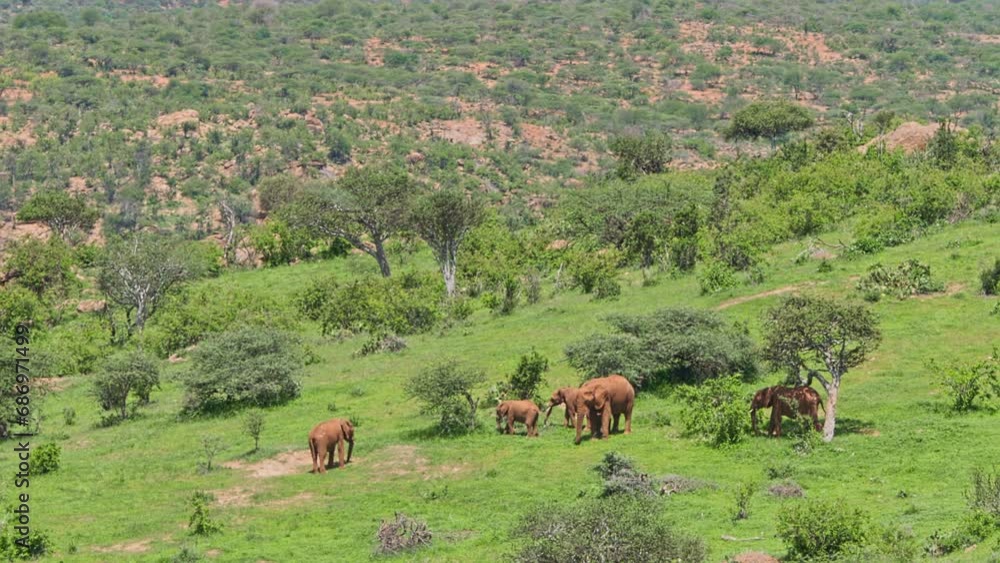 Long lens of a herd of elephants (Loxodonta africana) grazing between scatterd trees at noon in Africa. Long lens of a herd of elephants (Loxodonta africana) grazing between scatterd trees at noon in Africa.