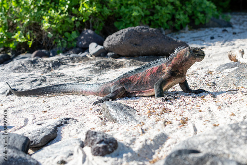 A Galapagos Marine Iguana (Amblyrhynchus cristatus), Galapagos.
