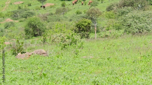 Tilt rack focus of a herd of elephants (Loxodonta africana) as they graze at noon through scatterd trees in Africa. photo