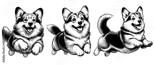 Set of happy Corgi jumping. Hand Drawn Pen and Ink. Vector Isolated in White. Engraving vintage style illustration for print, tattoo, t-shirt, coloring book.