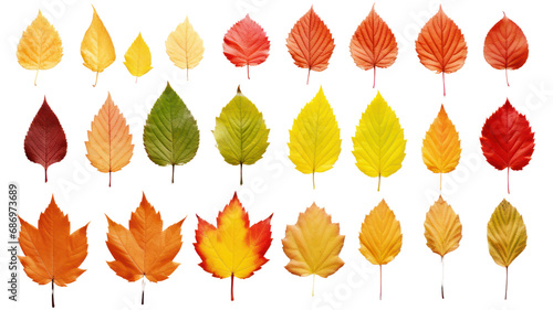 Isolated leaves Collection of colorful autumn leaves. On a transparent background. Isolated.