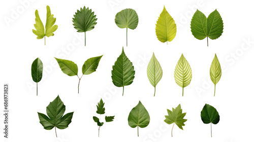 Green leaf icon, set of leaf icons on isolated background. Collection of green leaves on transparent background. Isolated.