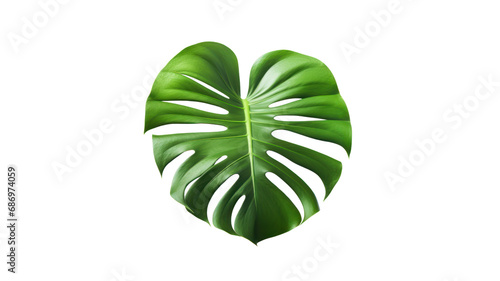 The monstera tree grows beautifully. exotic tropical leaves Perfect for holiday decorations, greeting cards, brochures or posters. On a transparent background. Isolated.