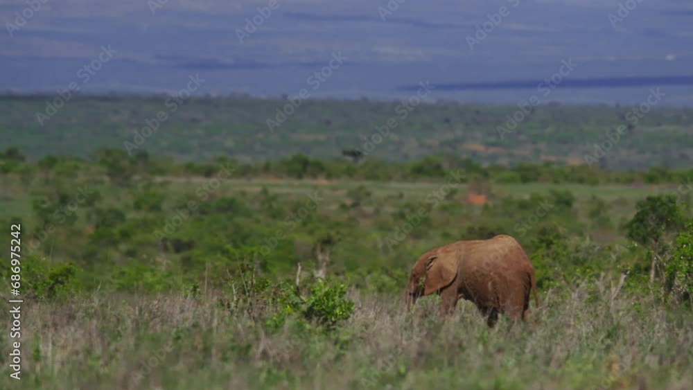 Long lens pan of a baby elephant (Loxodonta africana) walking alone across the savannah during the afternoon in Africa. Long lens pan of a baby elephant (Loxodonta africana) walking alone across the savannah during the afternoon in Africa.