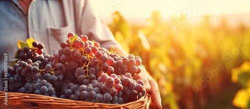 Senior winemaker with basket of freshly picked wine grapes, harvesting on vineyard during sunny evening.