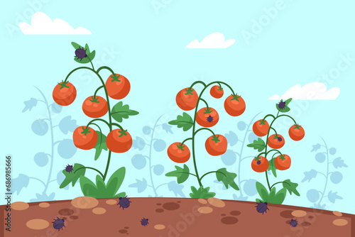 Colorado beetles eating tomatoes in garden vector illustration. Insect pest invasion, crop destruction concept