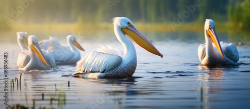 Pelicans quietly gliding on Danube Delta's water surface, ecosystem conservation in focus.