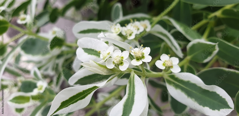 환영 & 축복 꽃말, 순백의 귀여운 꽃, 설악초 - Snow on the mountain (Euphorbia marginata) or Ghostweed flower 환영 & 축복 꽃말, 순백의 귀여운 꽃, 설악초 - Snow on the mountain (Euphorbia marginata) or Ghostweed flower