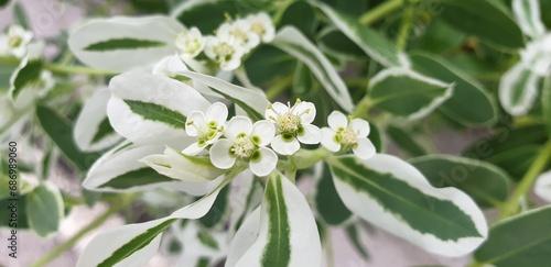                                                            - Snow on the mountain  Euphorbia marginata  or Ghostweed flower