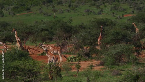 Wide shot of a towre of reticulated giraffes (Giraffa reticulata) feeding during the morning in Africa. photo