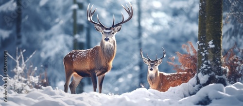 Male and female Red deer, a large species in the forest, found in oak trees on Studen Kladenec mountain in the Eastern Rhodopes of Europe. Snowy habitat, winter fauna. photo