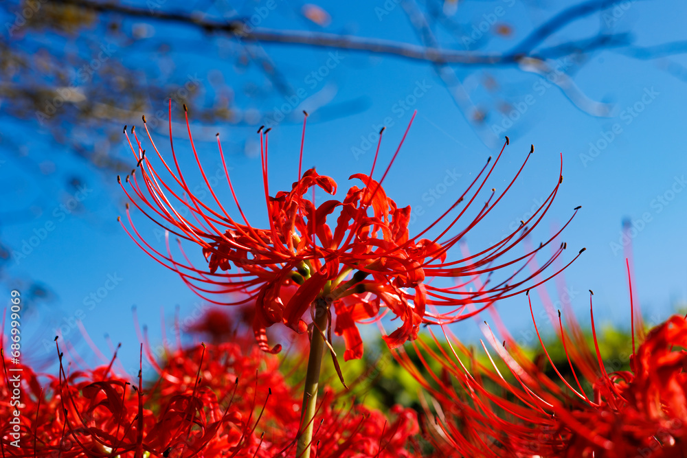 Red spider lily Red spider lily