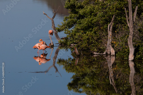 Flamingo (phoenicopterus ruber) feeding on the island of Punta Cormorant, Galapagos Island, Ecuador. photo