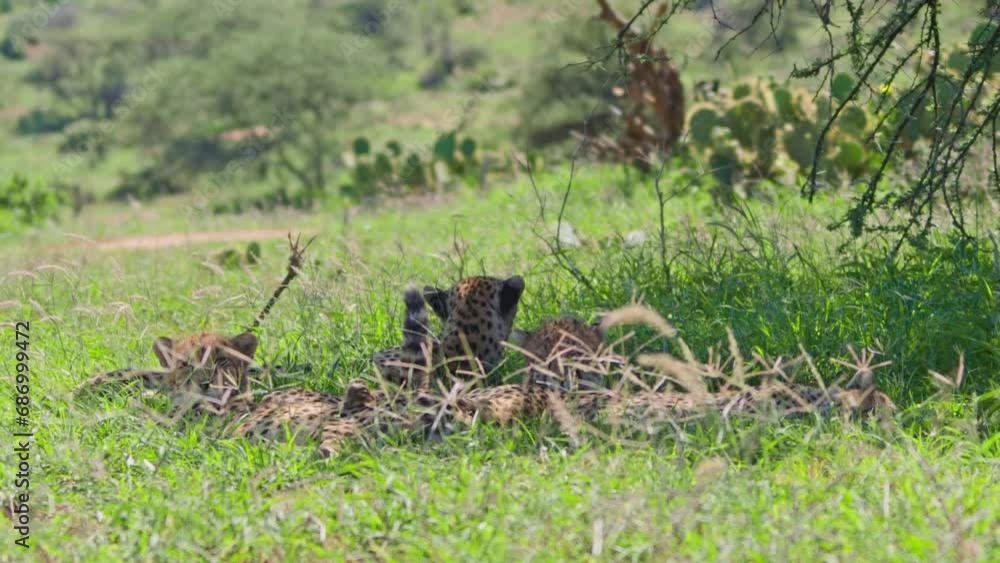 Wide shot of a coalition of cheetahs (Acinonyx jubatus) resting under a tree during the morning in Africa. Wide shot of a coalition of cheetahs (Acinonyx jubatus) resting under a tree during the morning in Africa.