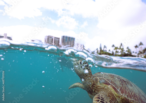 Snorkeling with Wild Hawaiian Green Sea Turtles in the Ocean off Waikiki Beach © EMMEFFCEE 