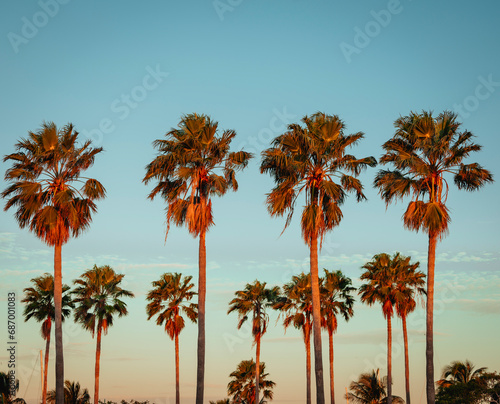 Fototapeta Naklejka Na Ścianę i Meble -  palm trees on the beach at sunset key Biscayne Florida