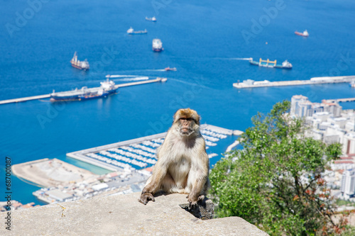 A wild macaque or Gibraltar monkey, one of the most famous attractions of the British overseas territory. Apes' Den in the Upper Rock Natural Reserve in Gibraltar Rock